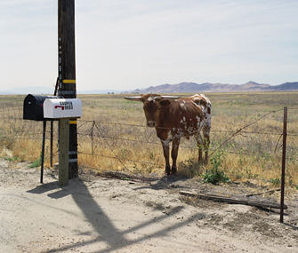 Cow by the road Cow by the road